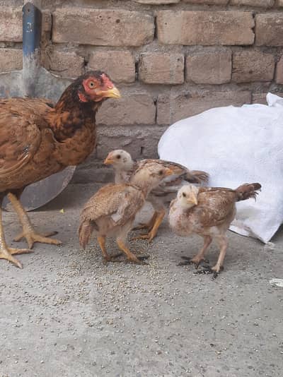 high quality female with chicks available