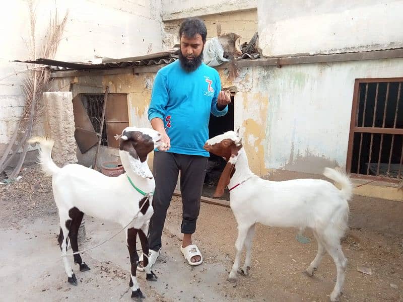 khasi bakra - Others - 1114091034