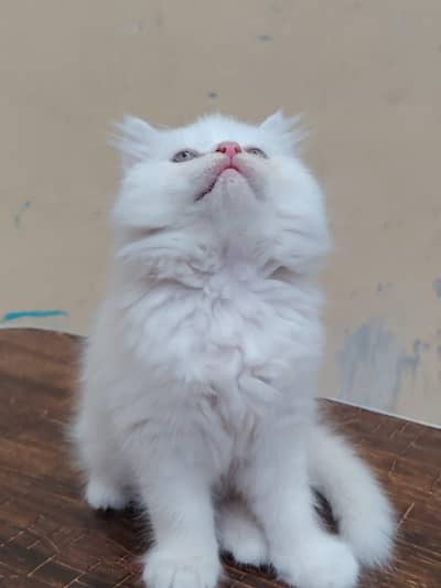 Persian Kitten Female