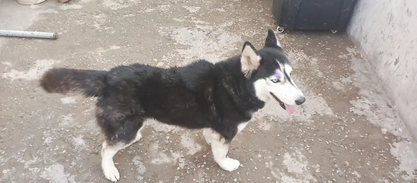 Husky female — photo 2