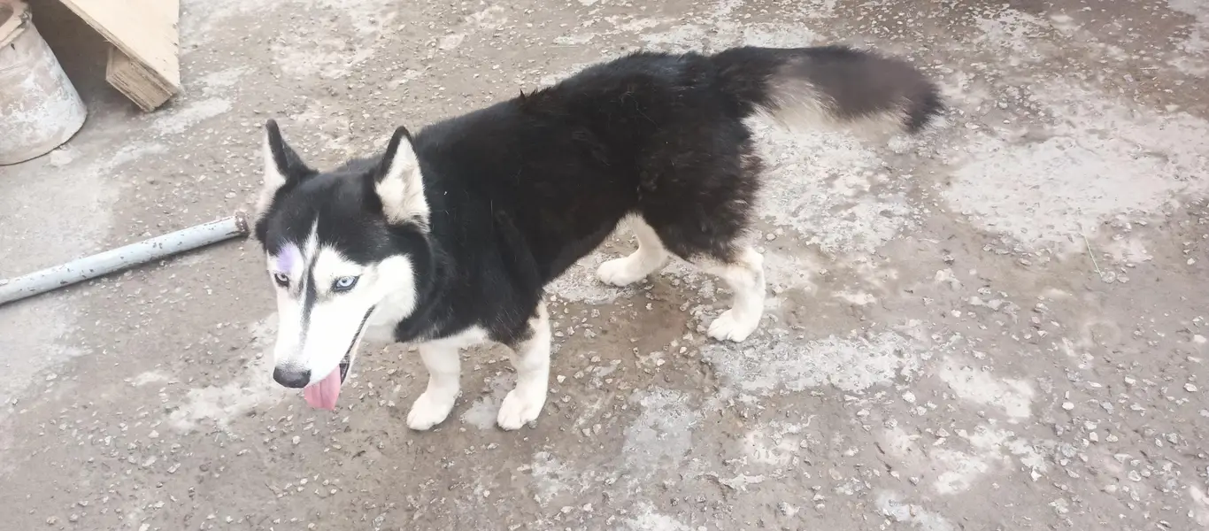 Husky female — photo 4