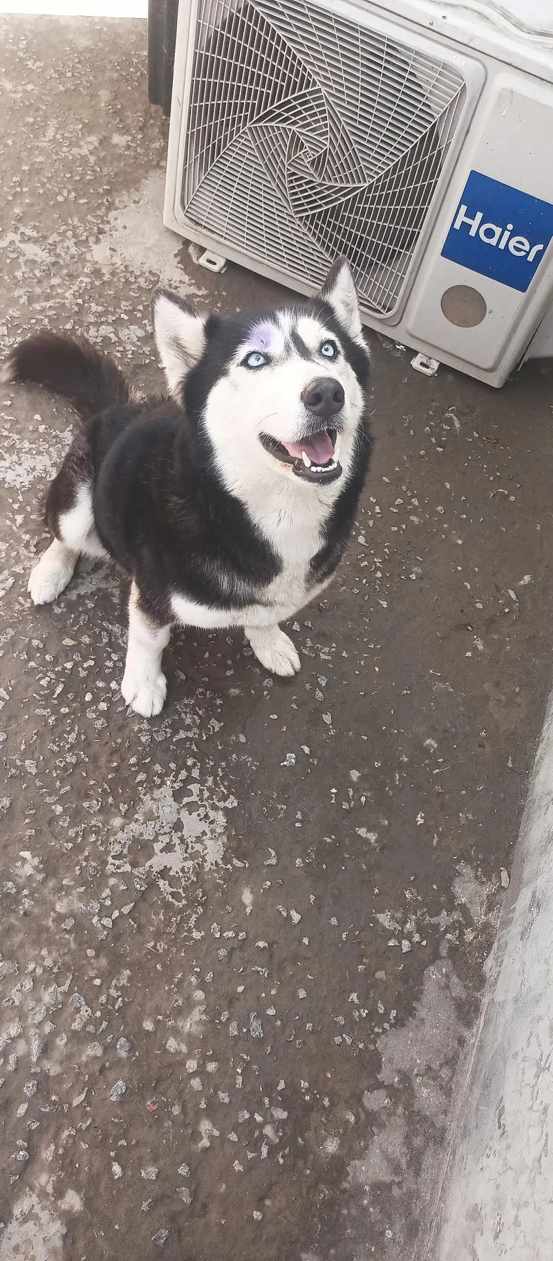 Husky female — photo 5