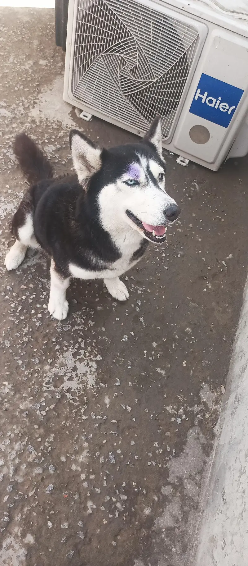 Husky female — photo 6