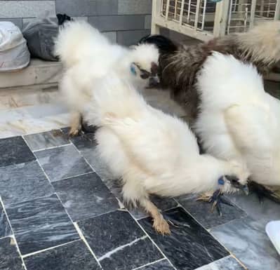 Silky chicken  1 year age laying eggs vaccinated