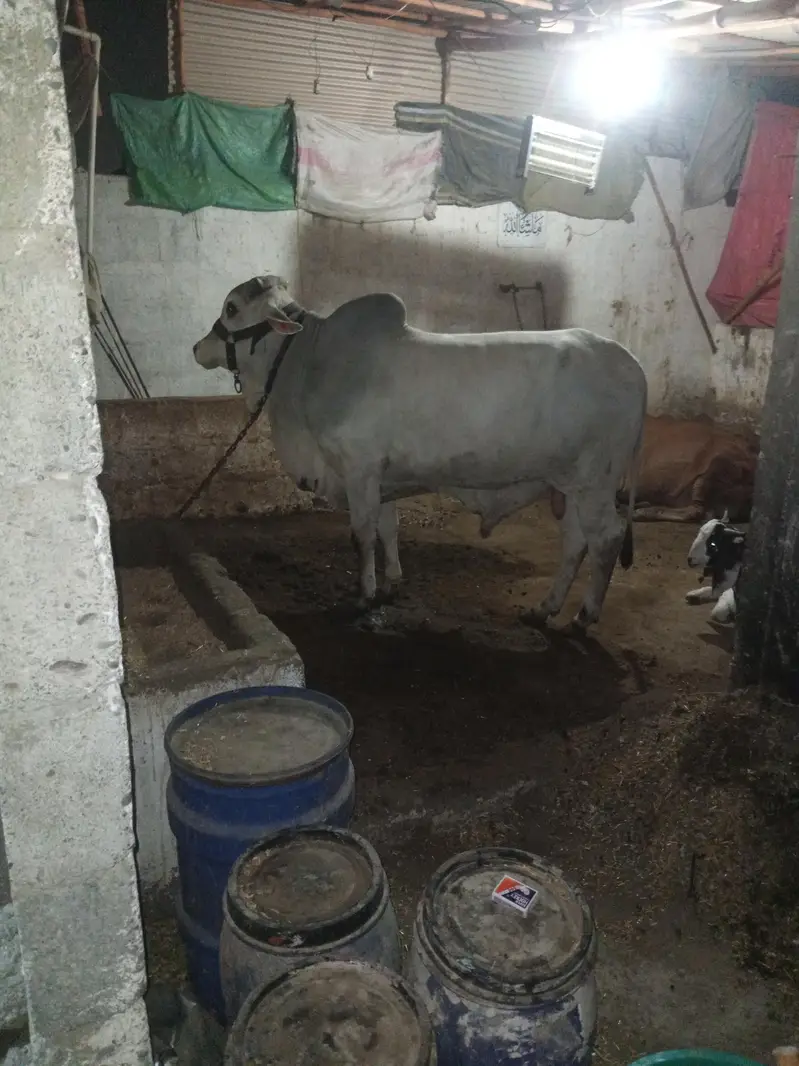 caw bull — photo 10