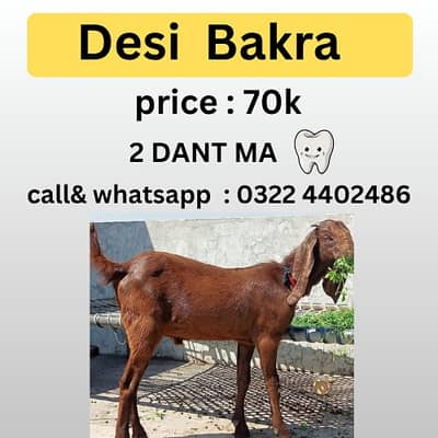 bakra | desi Bakra | dono bakra | sindhi bakra | Qurbani 2026