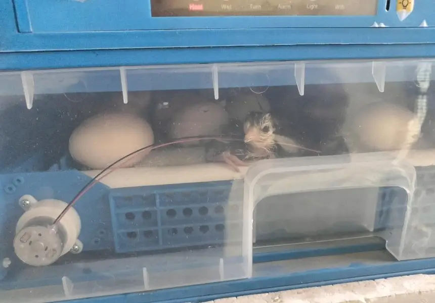 incubator 40 egg only 1 month use brand new dc inverter — photo 2