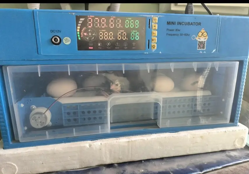 incubator 40 egg only 1 month use brand new dc inverter