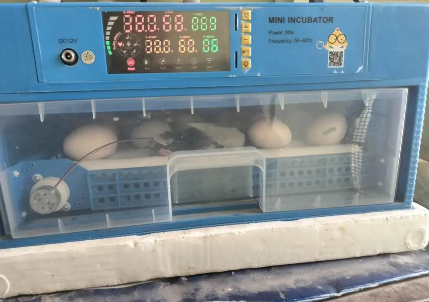 incubator 40 egg only 1 month use brand new dc inverter — photo 3