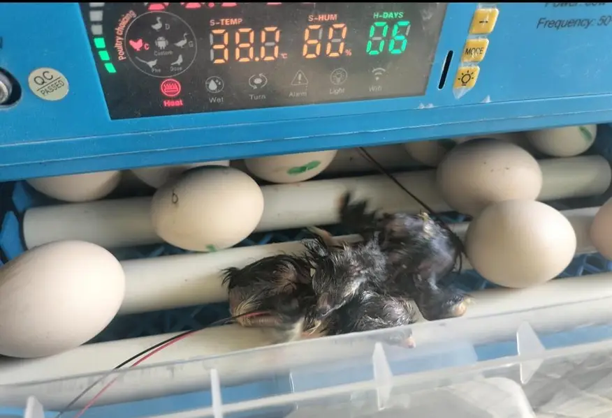incubator 40 egg only 1 month use brand new dc inverter — photo 4