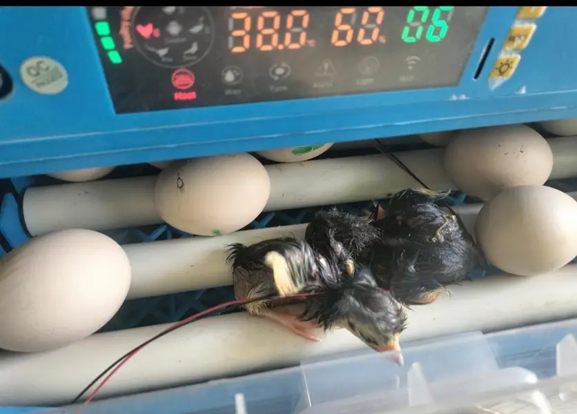incubator 40 egg only 1 month use brand new dc inverter — photo 5