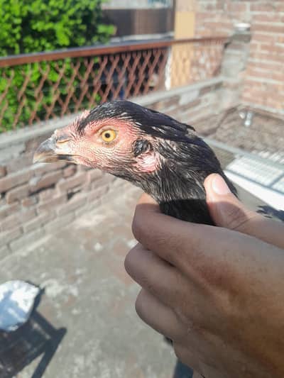 Pure Aseel black murgi