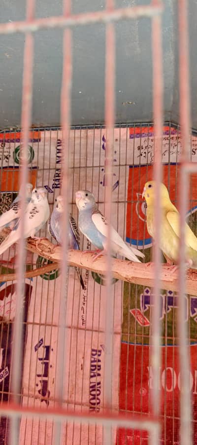 budgry mix  pair