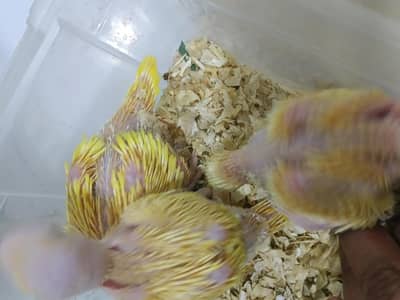 yellow parrot /chicks/baby / Chicks /toty8/ raw