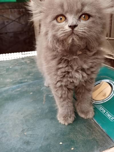 Persian  grey kitten up for adoption