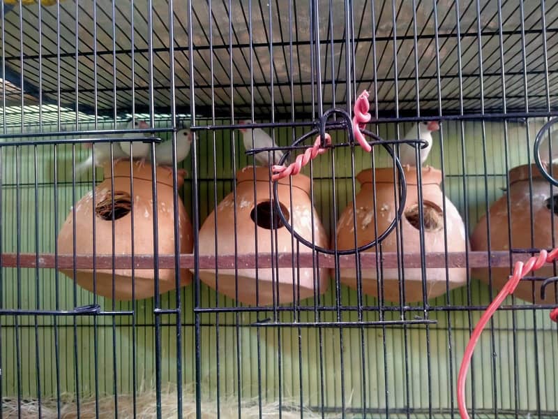 Parblue lovebirds and java. . 2