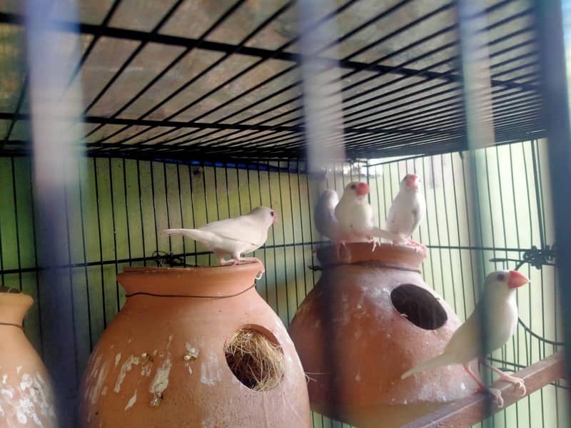 Parblue lovebirds and java. . 0