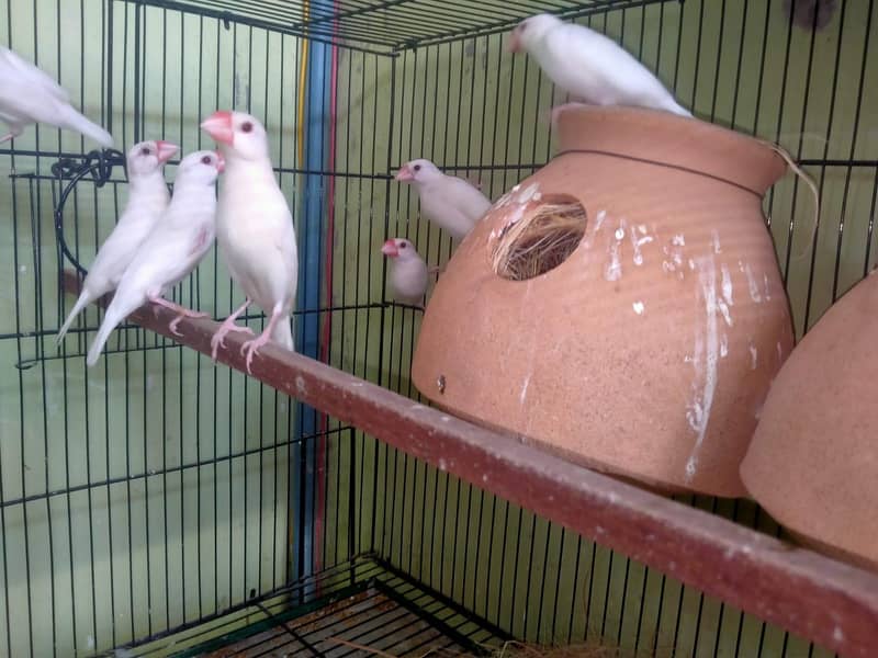 Parblue lovebirds and java. . 4