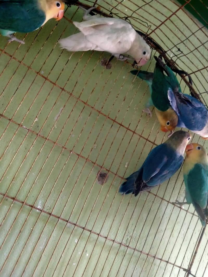 Parblue lovebirds and java. . 5