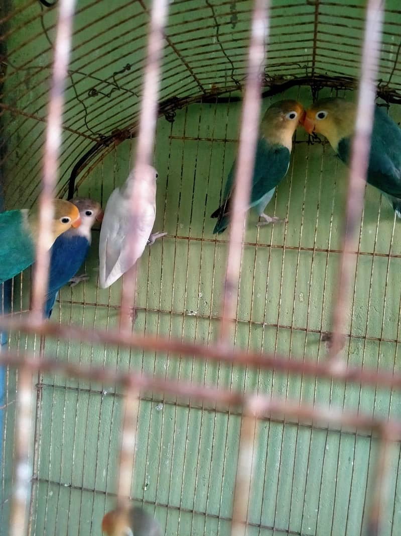 Parblue lovebirds and java. . 7
