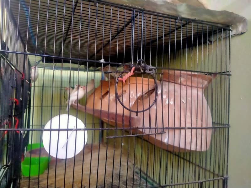 Parblue lovebirds and java. . 8