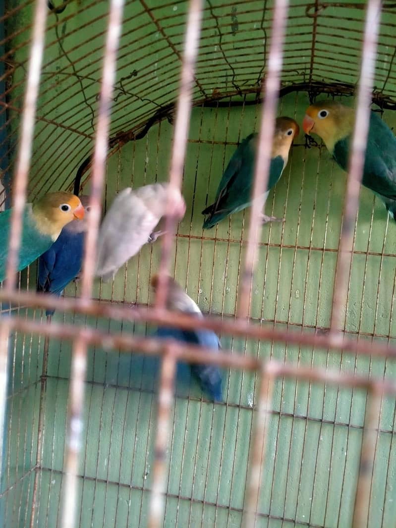 Parblue lovebirds and java. . 9