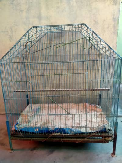 Parblue lovebirds and java with cages.