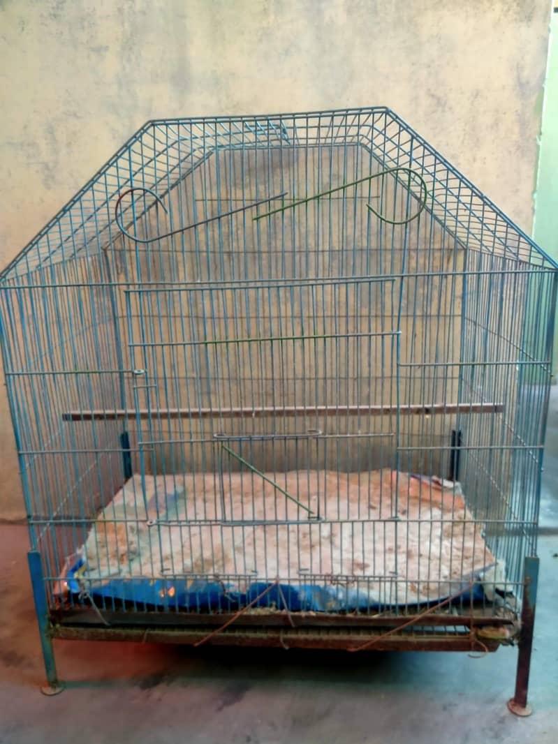 Parblue lovebirds and java. . 1