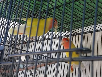 lotino RED EYE  LOVE BIRDS