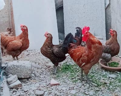 for sale location Karachi Gulshan e Iqbal 5 female h I male hai
