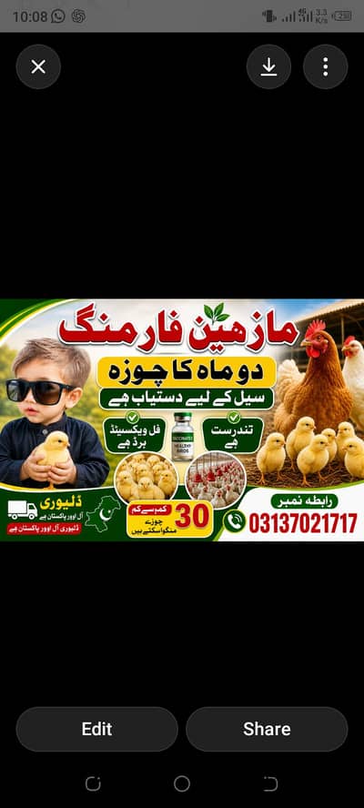 golden mesri hens available for sale weight 300 sa 250 garm