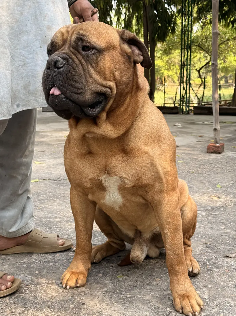 Bull mastiff Puppies – KCP Registered (bullmastiff) — photo 3