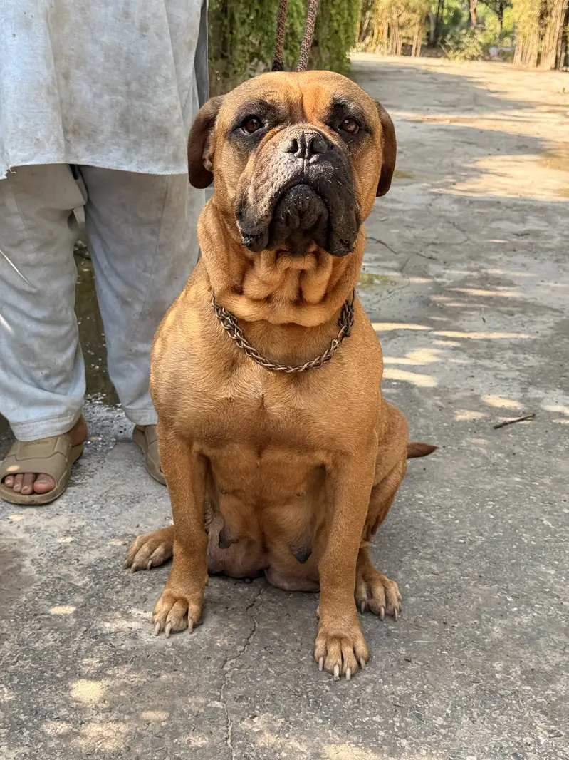 Bull mastiff Puppies – KCP Registered (bullmastiff) — photo 2