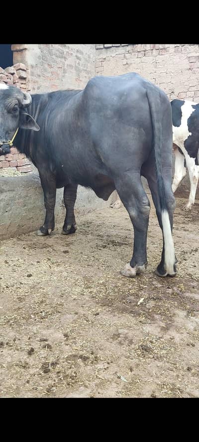 bull kata bacha for sale
