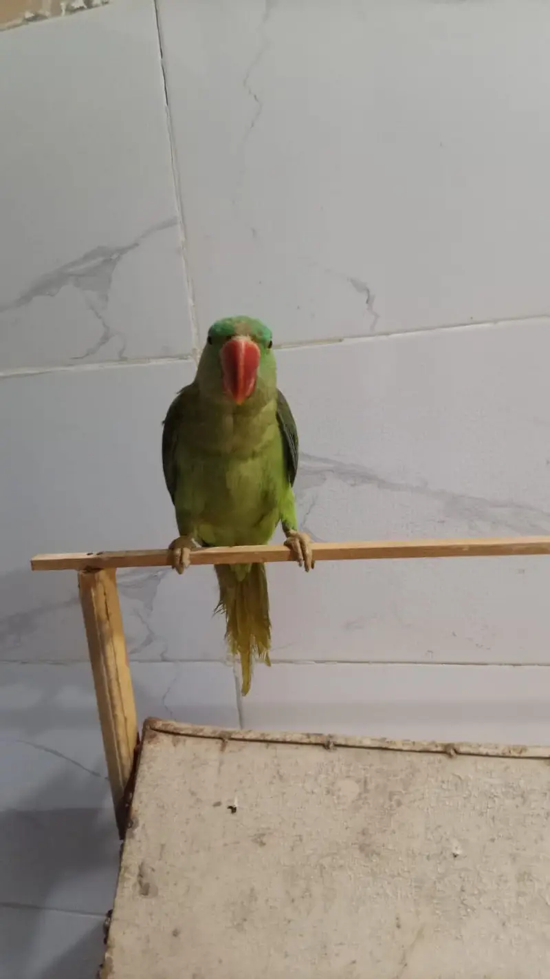 kashmiri  parrot female