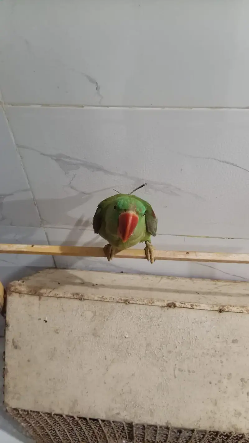 kashmiri  parrot female — photo 2