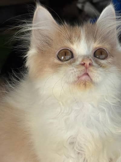 Persian pair 2.5 months