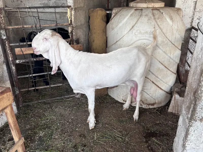 Gulabi nasal rajanpuri