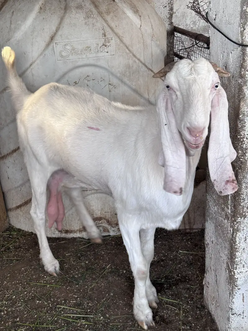 Gulabi nasal rajanpuri — photo 2
