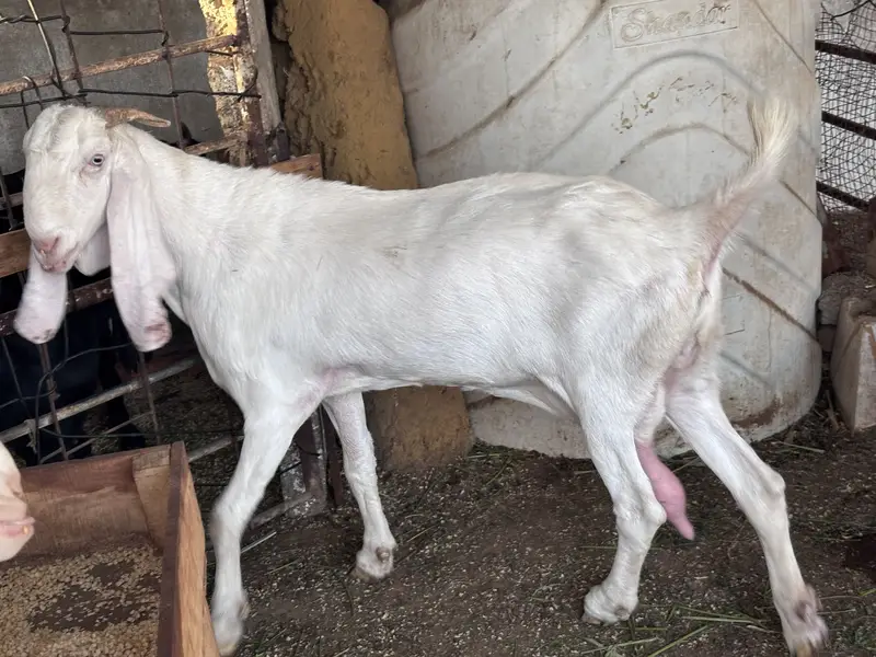 Gulabi nasal rajanpuri — photo 3