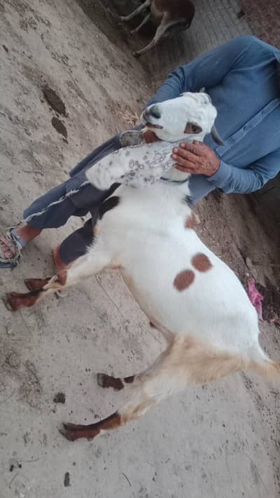 bakry for sale . dimand 150 Lac . 03206489668