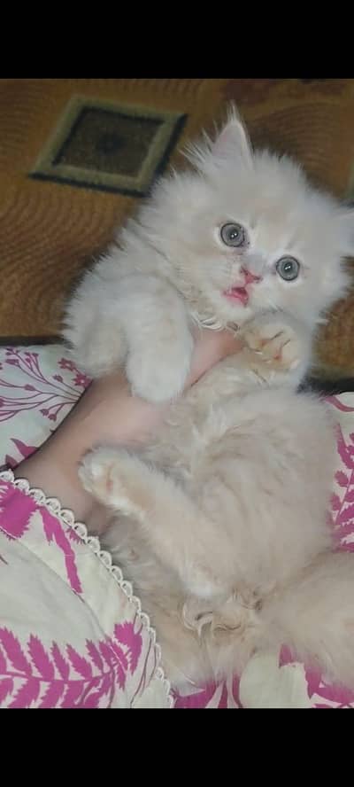 Persian kitten