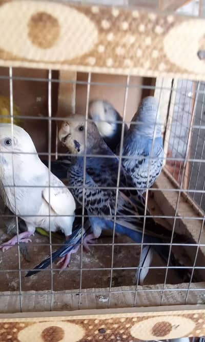 Budgies Breeder Pairs