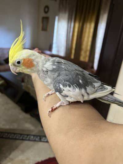 2 Hand Tame and Speaking Cockatiels