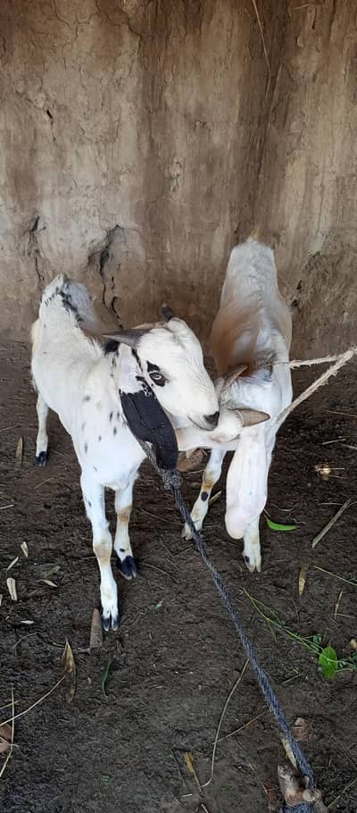 Two Male Goats