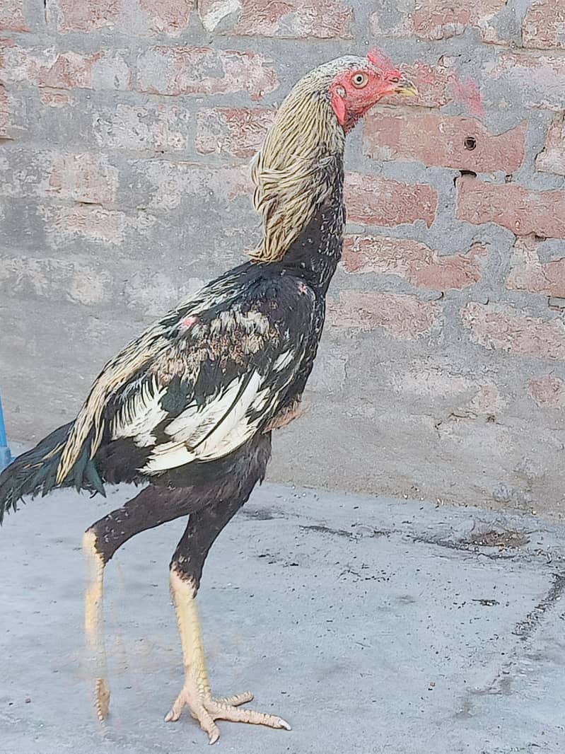 java mian wali good quality patha 0