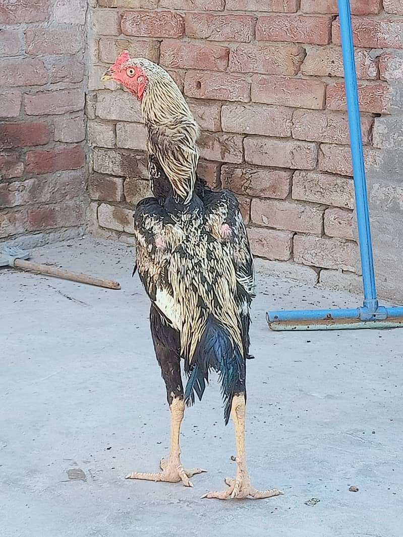 java mian wali good quality patha 1