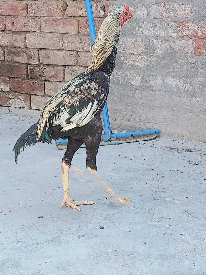 java mian wali good quality patha 2