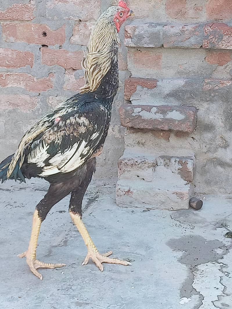 java mian wali good quality patha 3