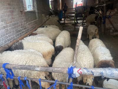 Sheeps | Chtra | Bkra | kjla chtra | qurbani Chtra | Sheeps For Sale